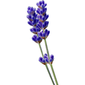 Lavanda